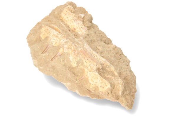 versteinertes Kieferfragmente eines Krokodils aus Kreidezeit