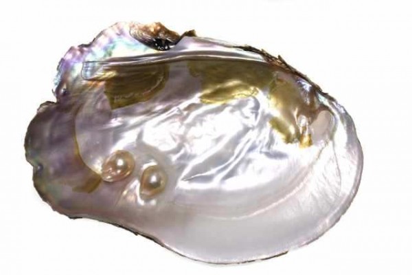 Süßwasser Muschel ca. 170x110mm mit Perlen( Hyriopsis cumingii )
