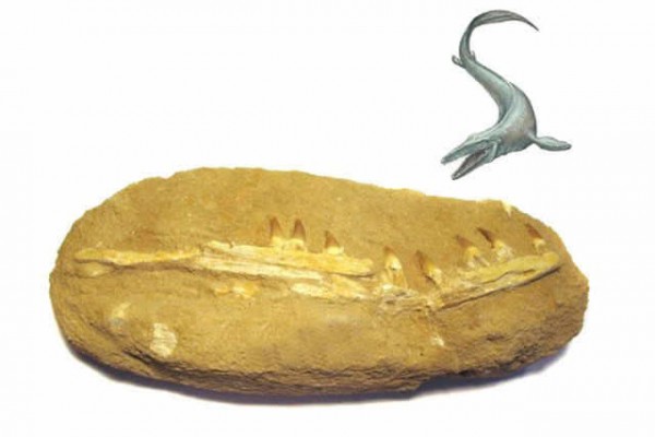 versteinertes Kieferfragment 37x17x11cm,Mosasaurus (Kreidezeit)