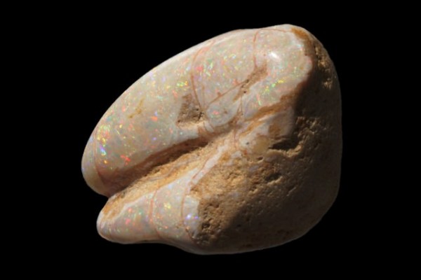 Langustenschere 25x32x15mm, fossiler Opal