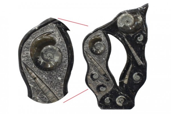 Objekt 57x101x19cm, Ammoniten + Orthoceren
