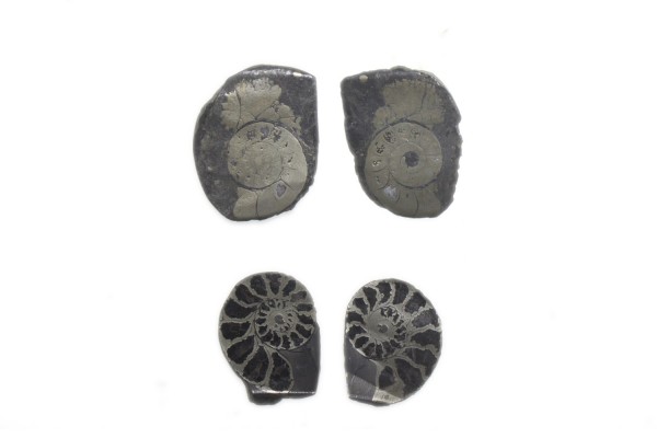 Ammoniten-Paar 20-25mm, pyritisiert
