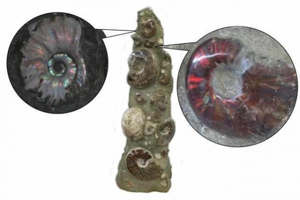 Ammoniten und Ammoliten 35 x 116 x 27 cm